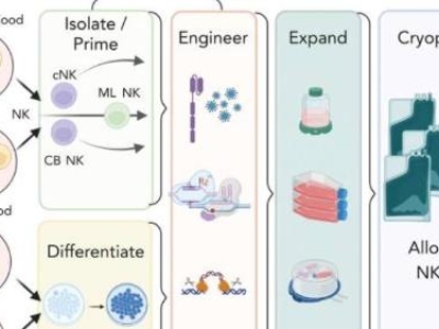 自體自然殺傷細(xì)胞注射液（E10H）臨床IND申請(qǐng)獲國(guó)家藥監(jiān)管局受理