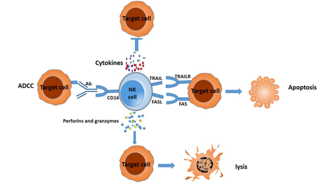 自體自然殺傷細(xì)胞注射液（E10H）