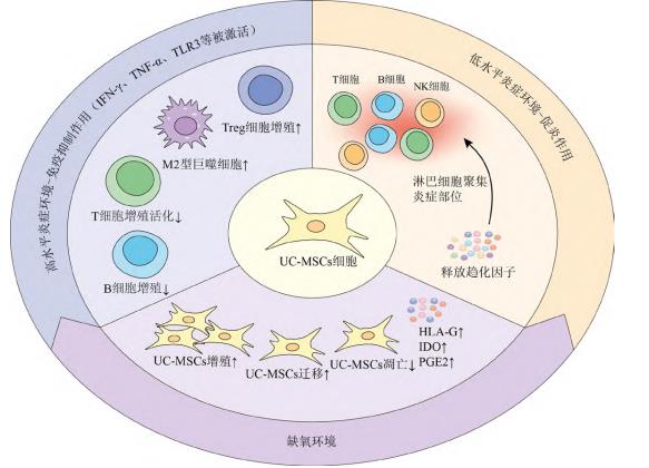 人臍帶間充質(zhì)干細(xì)胞(E10I)注射液